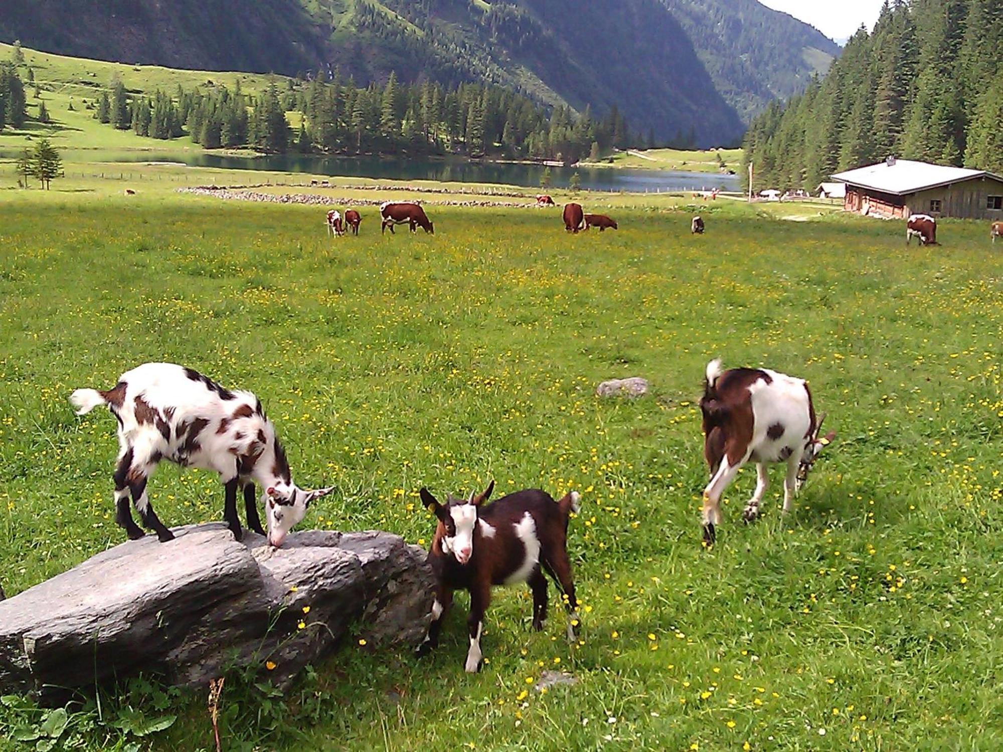 Ferienhaus Gerlinde II Kaprun Zewnętrze zdjęcie